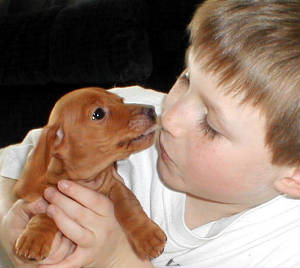 miniature smooth dachshund puppies